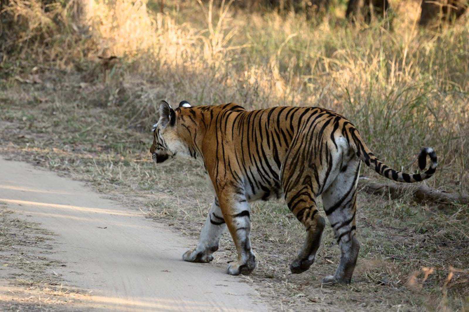 Tiger Safari Indien - Tiger in Pench